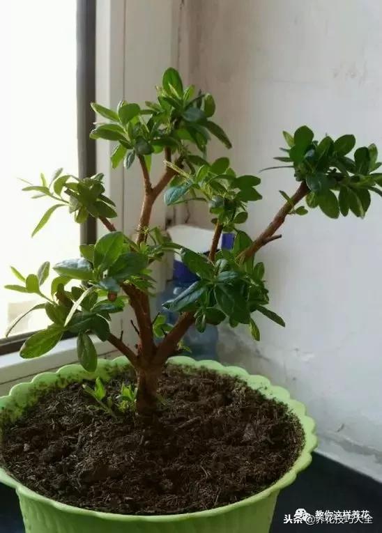 杜鹃花死了能活多久,快死的杜鹃花还能救活吗