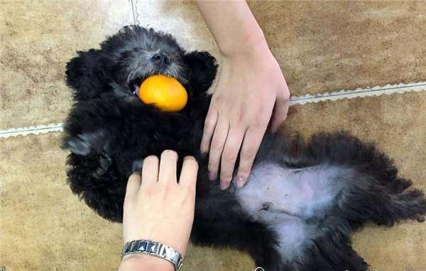 迷你贵宾犬寿命一般多少年,贵宾犬的寿命有多长呢视频