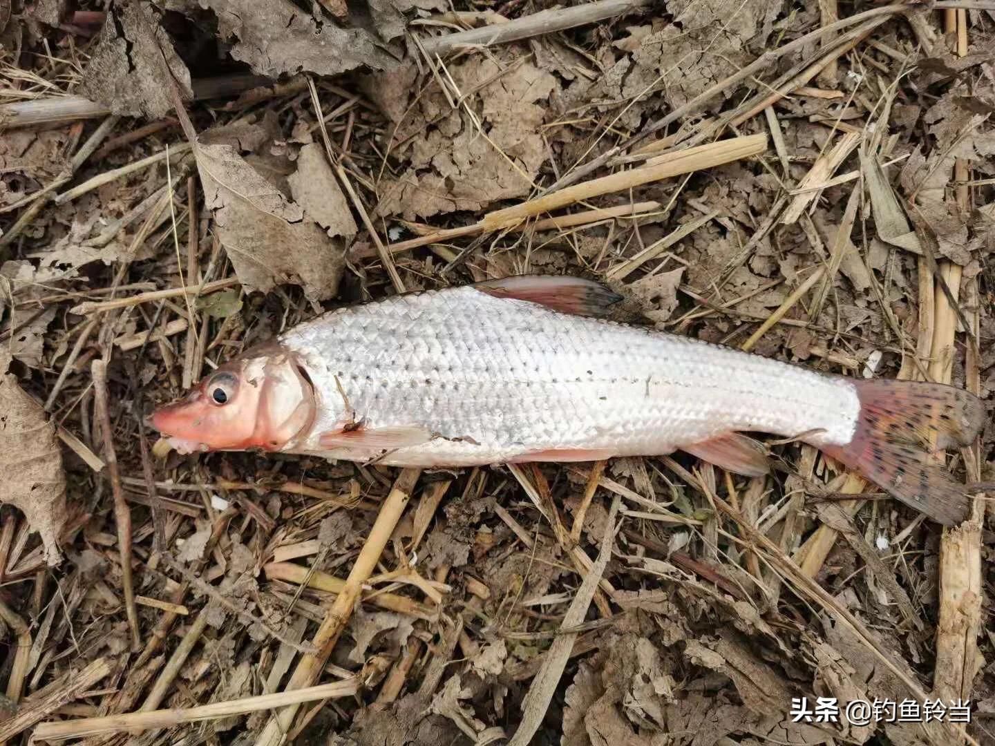 花骨鱼和重唇鱼的习性有何区别,经常遭人误解是什么果报