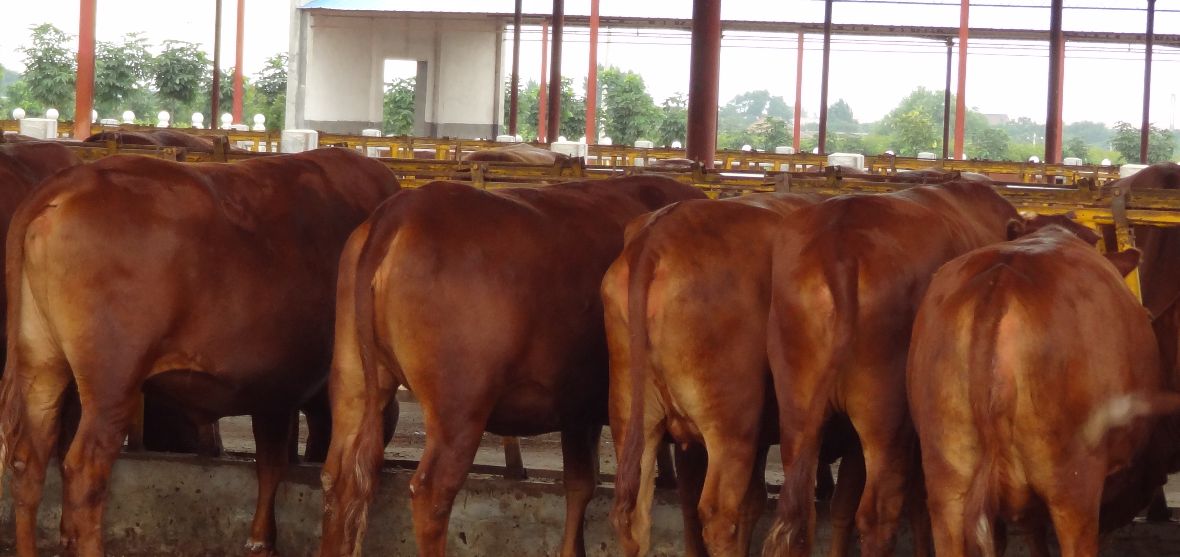 云养牛骗局报警后能找回吗,曝光云养牛app大骗局