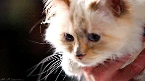 21亿遗产的猫现在怎么样了,失踪多年的猫终于回来了