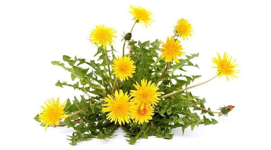 油画棒儿童画蒲公英,儿童画油画棒教程大全