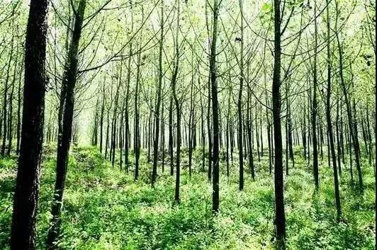 植树节播种绿色希望收获美好未来,植树节爱绿护绿文明有我