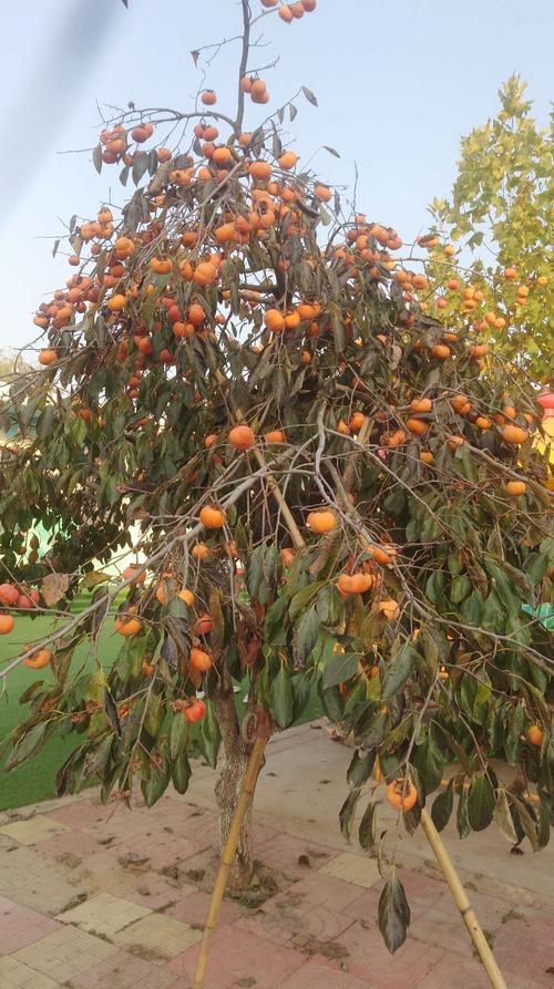 回村摘柿子,下午摘柿子回来