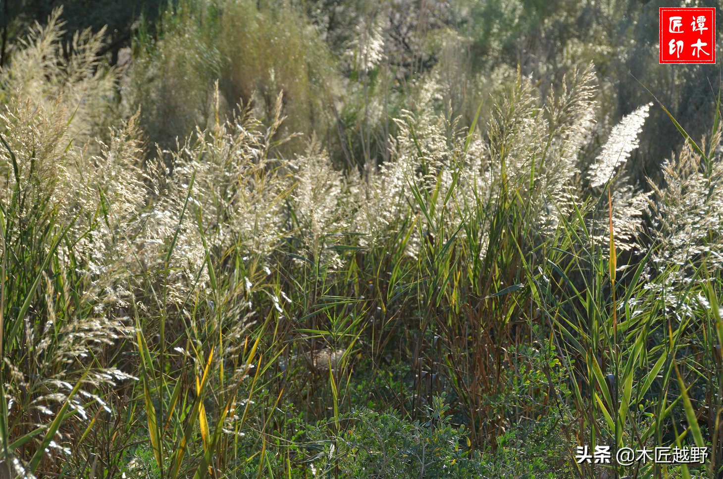 当木工学徒,当木匠的故事