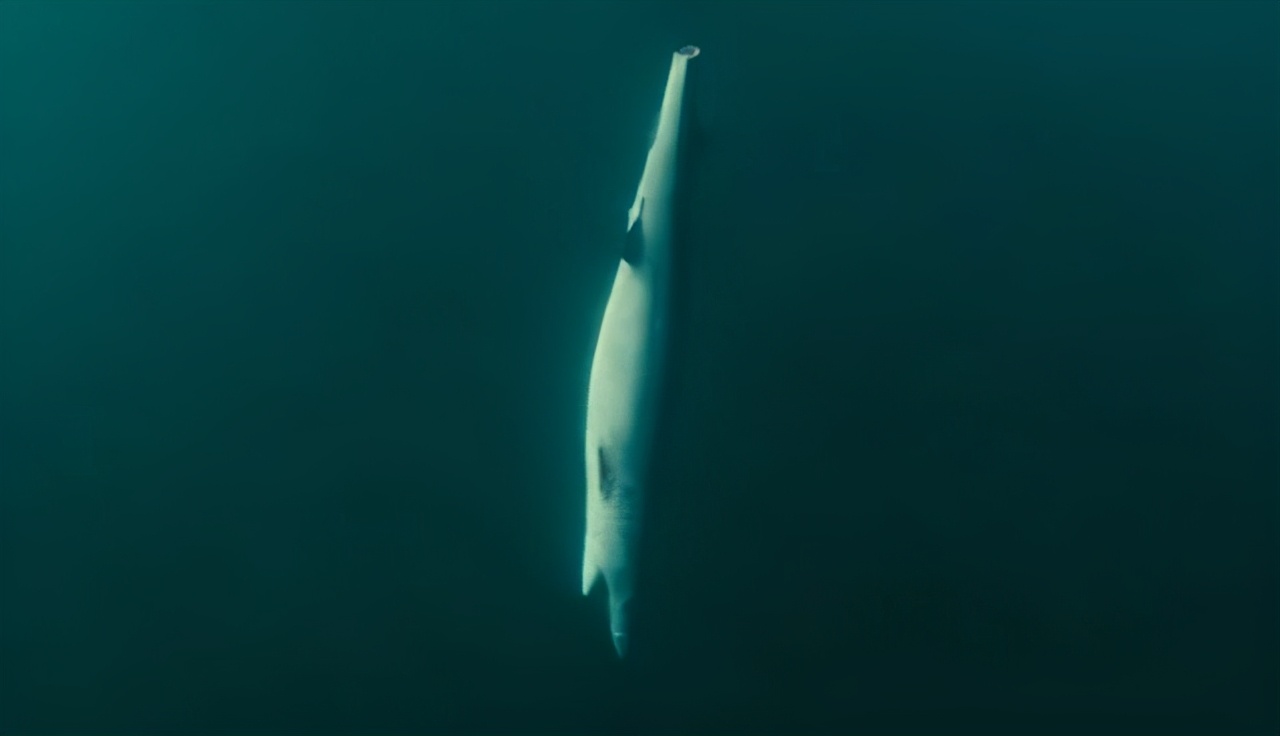 鱼翅是什么玩意儿,鱼翅是啥玩意儿