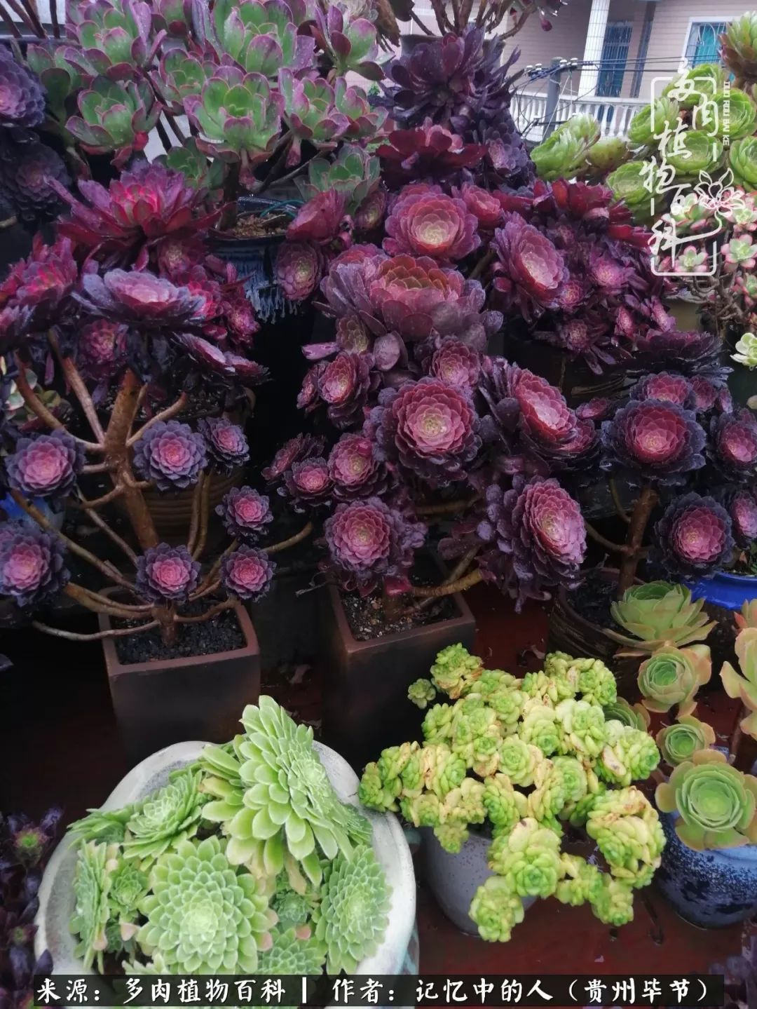 我心中的玫瑰原唱,我心中的玫瑰全部歌曲