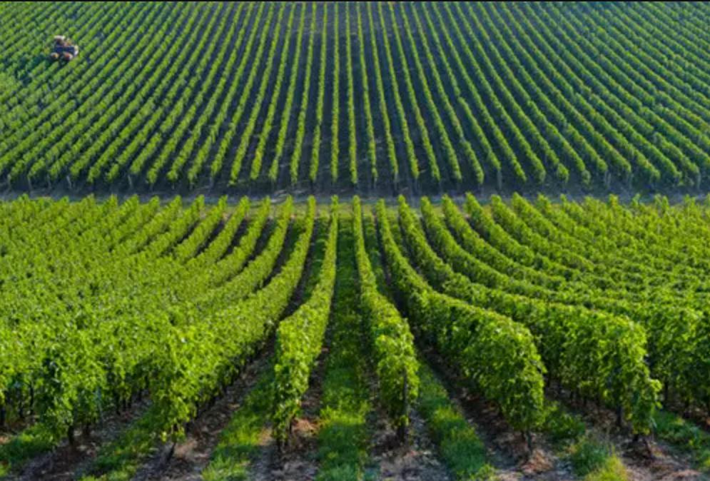 葡萄牙零基础入门学习,葡萄牙葡萄酒的特点