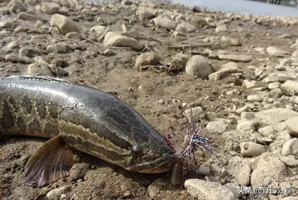 黑鱼有窝不咬饵,黑鱼在水面吐泡泡是怎么了