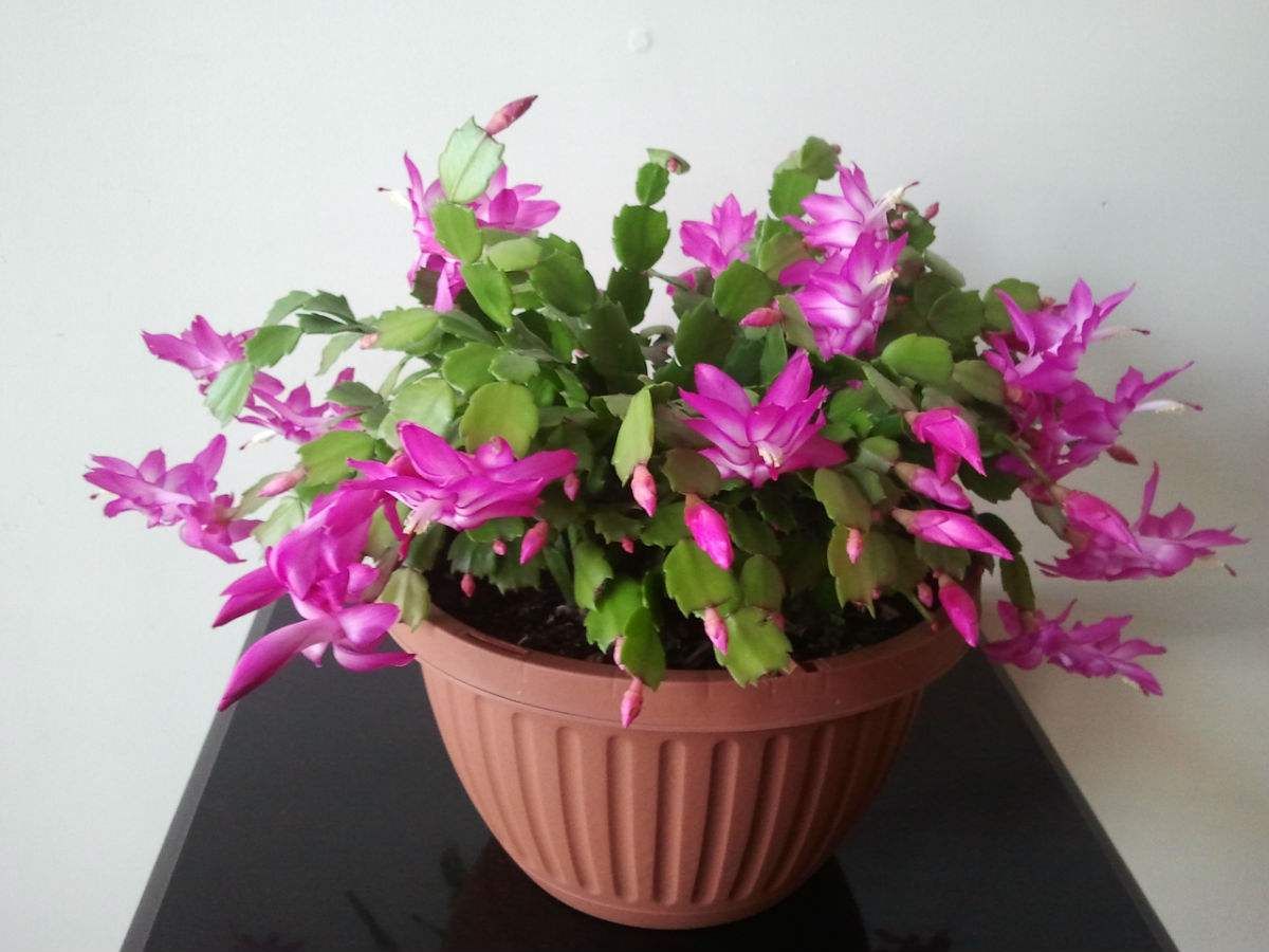 蟹爪兰叶片发黄怎么回事,蟹爪兰叶子发黑发蔫变软如何处理