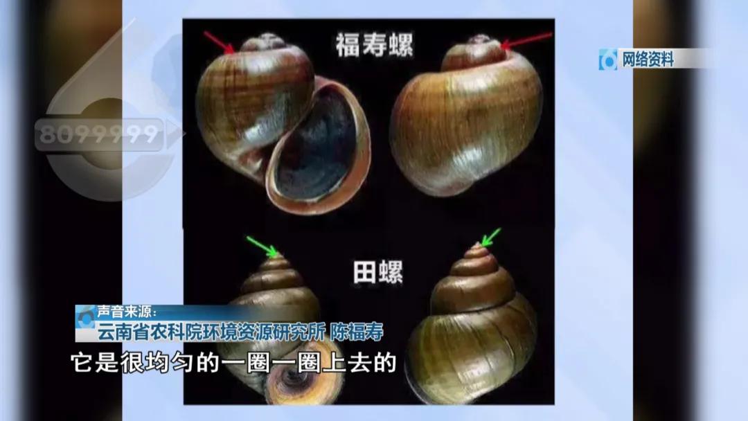 外卖田螺哪里不能吃,外卖田螺可以直接吃吗