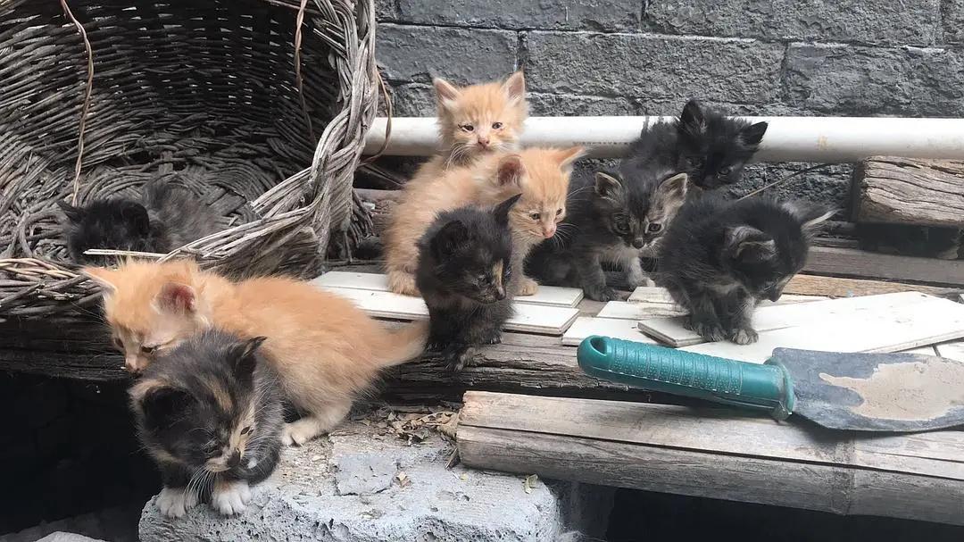 遇到流浪猫该如何科学救助？这篇救助手册里全有了