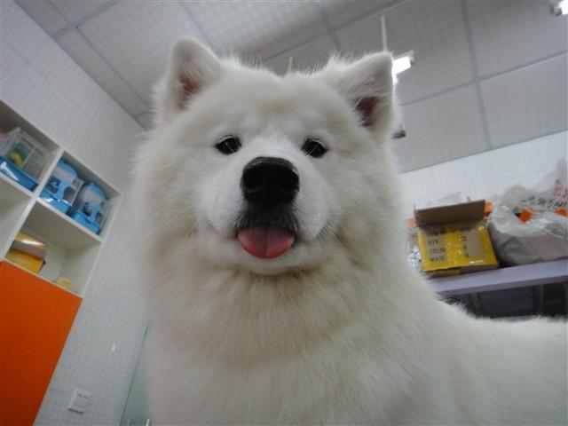 萨摩耶犬会掉毛吗,萨摩耶犬掉毛吗