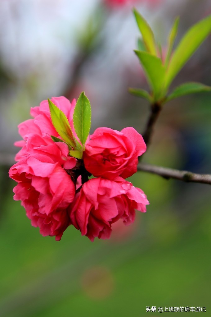 周末微旅行：秦望山麓访名校，白沙堤岸醉桃柳（第二季）