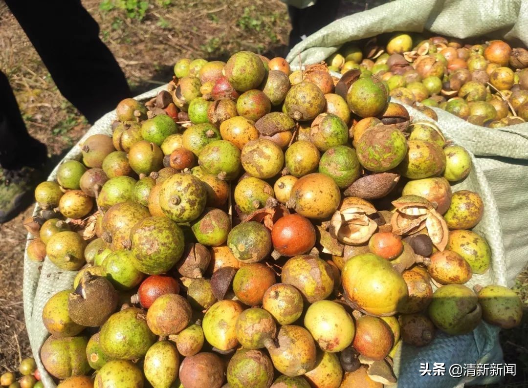 桃源近4000亩油茶果收成采摘啦，茶籽油一斤卖80元