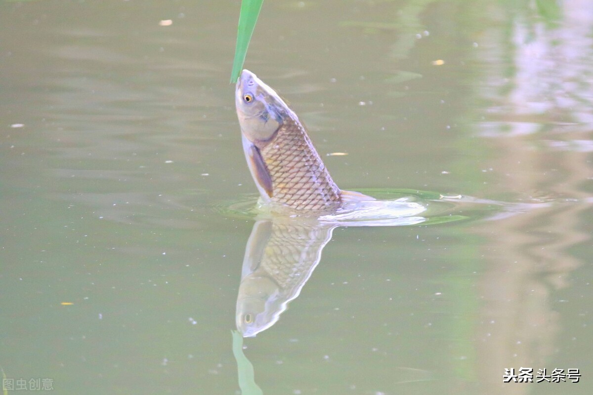 钓草鱼调漂的正确方法李大毛,韭菜直接挂钩钓草鱼的方法