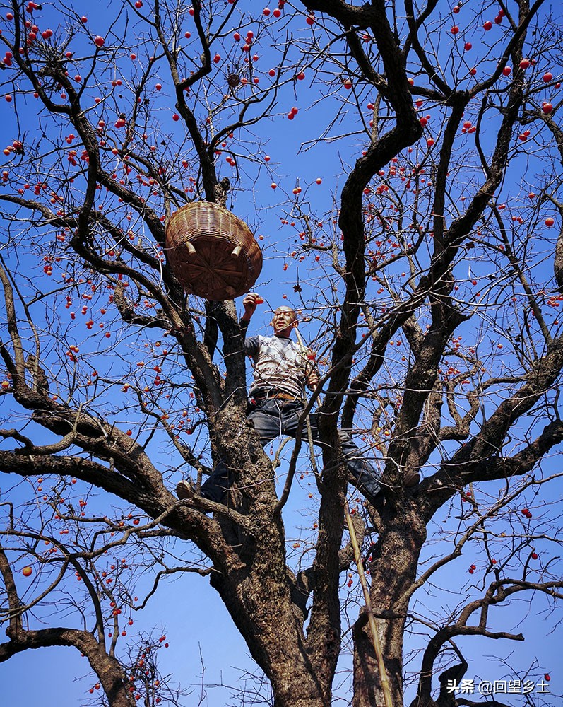 柿子怎么摘好吃又难摘,柿子在树上摘下来怎么弄才好吃