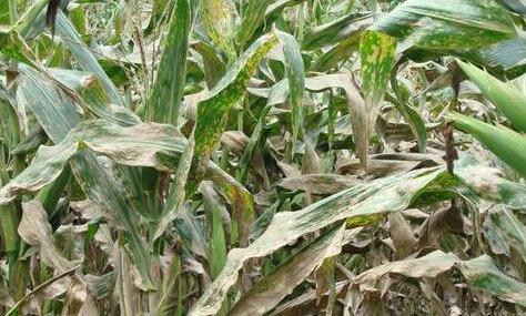 玉米叶斑病最好防治方法,玉米弯孢霉叶斑病防治方法