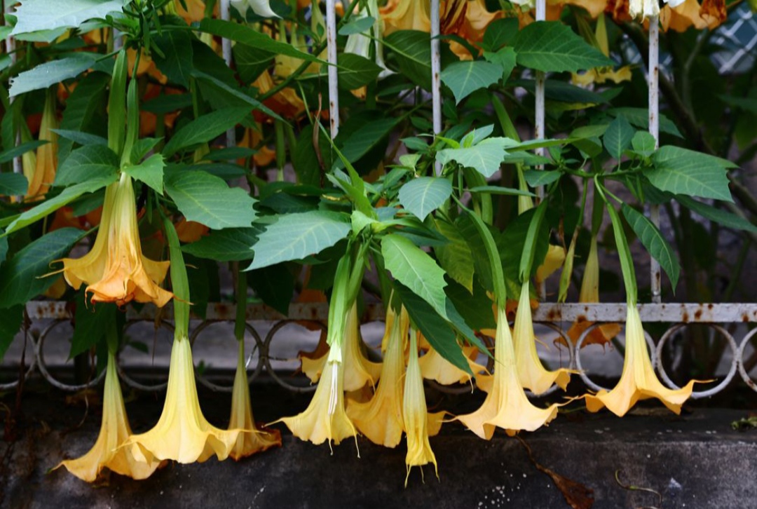 鎴峰涓嶈兘瑙︾鐨勬瘨鑺辨湁鍝簺,鍝簺姣掕姳涓嶈兘瑙︾