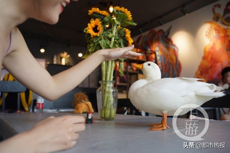 每只一万元！帅小伙开了一家“鸭馆”，只能撸不能吃