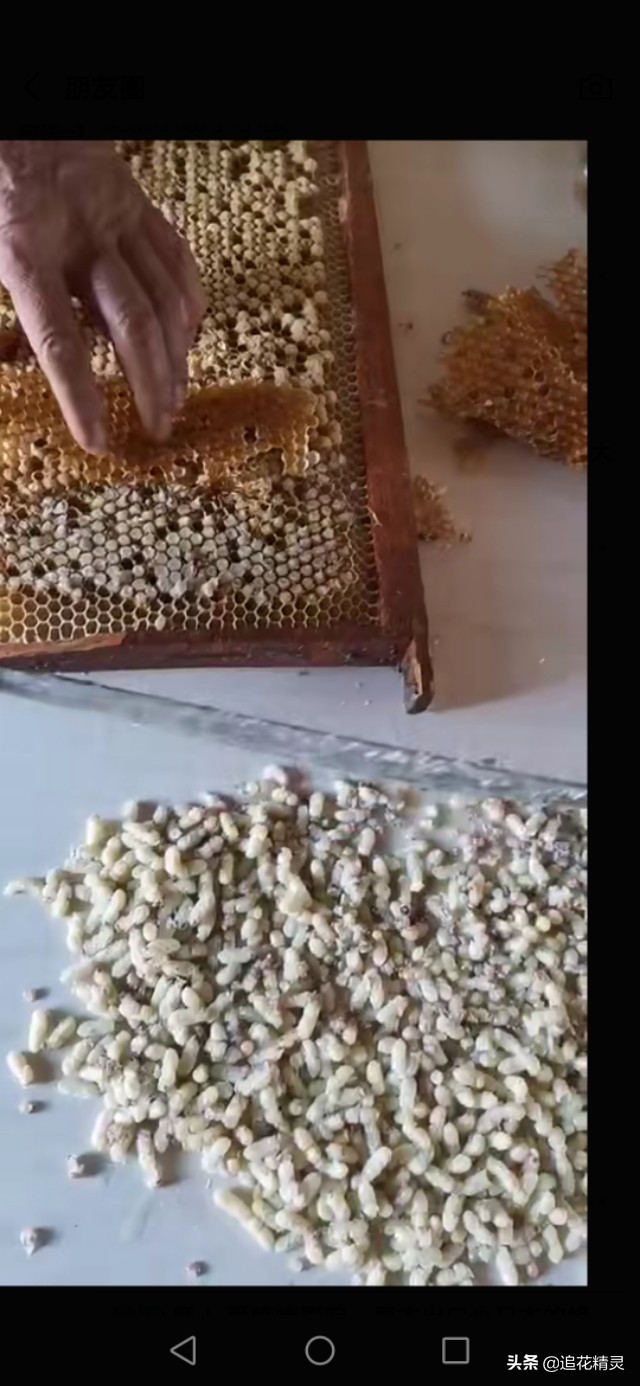 价值并不是都靠劳动体现!看无能的雄蜂是怎样为养蜂人创收的