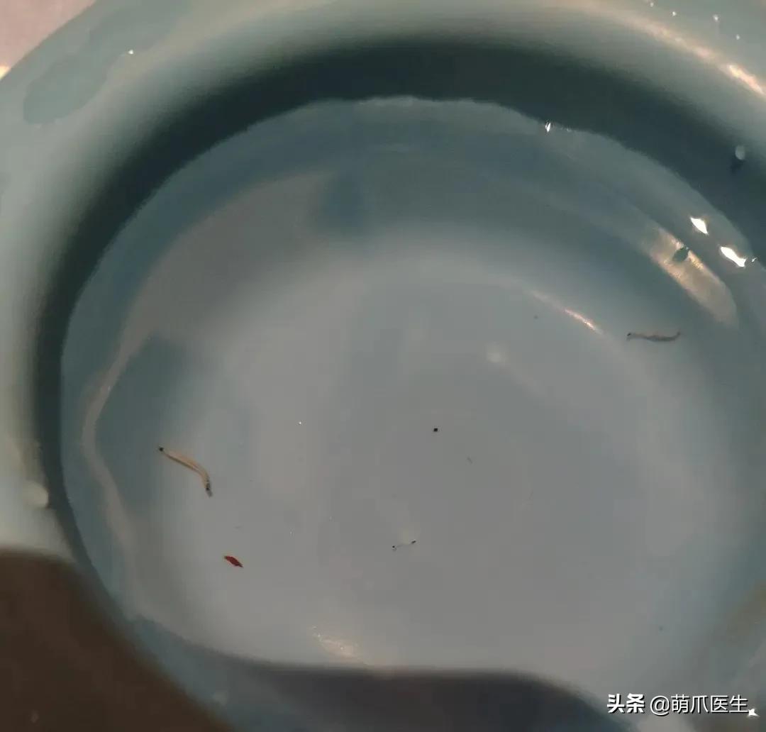 猫咪喝水碗里有红色蠕动虫子,猫咪喝水碗里有小黑虫