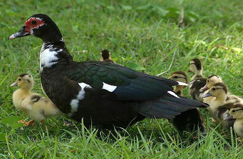 投资少见效快的养殖项目,投资小见效快的养殖好项目赚钱