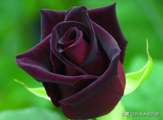 世上有黑色的花吗,世上有黑玫瑰吗