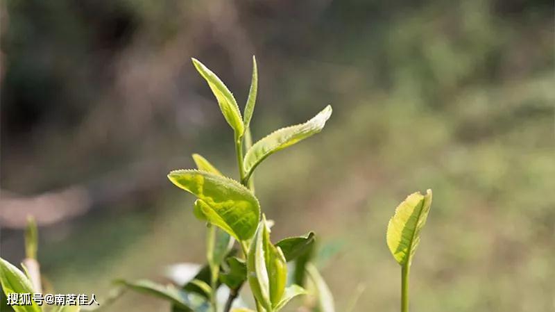 茶喝多了胃痛怎么快速缓解,茶喝多了肚子疼怎么治