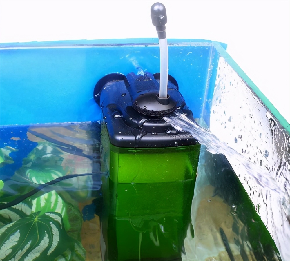 鱼缸里的鱼粪怎么处理,孔雀鱼缸鱼粪怎么清理