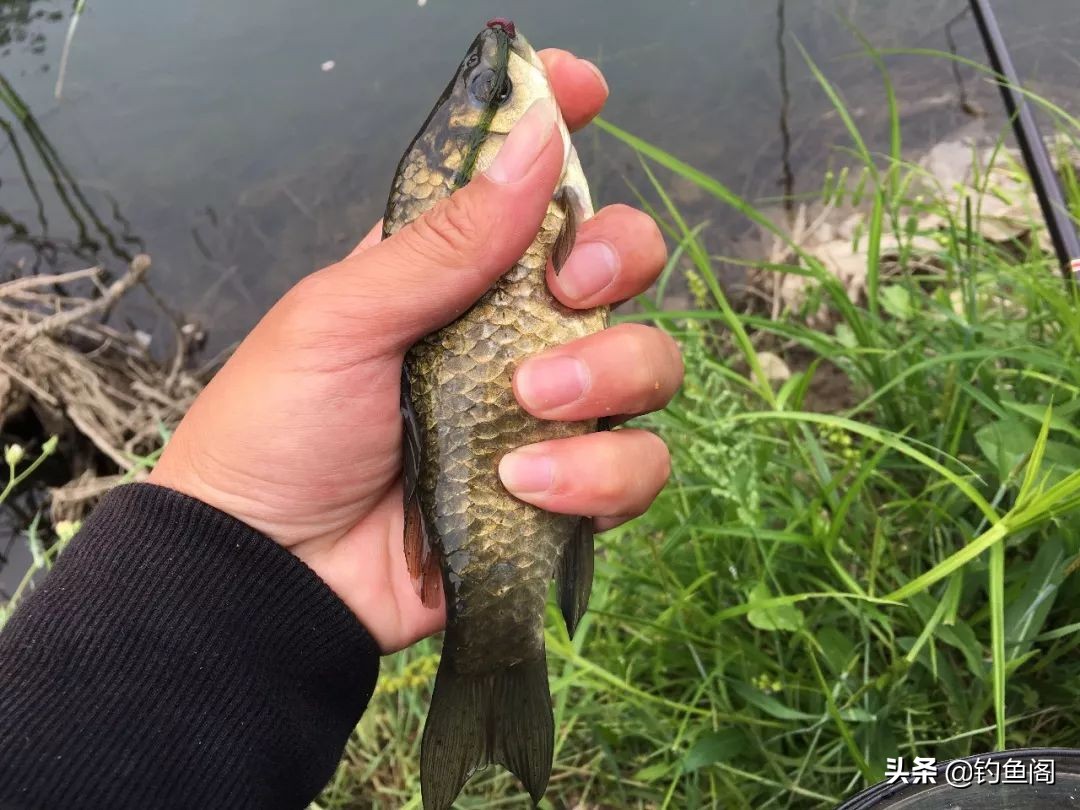 鱼少口弱,鱼少水浅怎么钓
