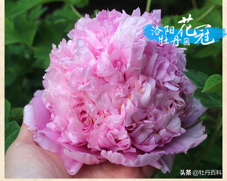 紫蓝魁和魏紫的区别,牡丹紫蓝魁和紫罗兰一样吗