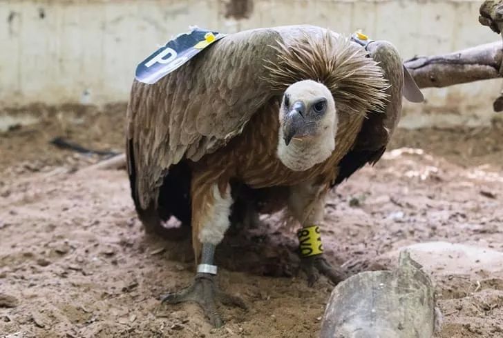 各国秘密间谍行动,各国间谍战有多凶险