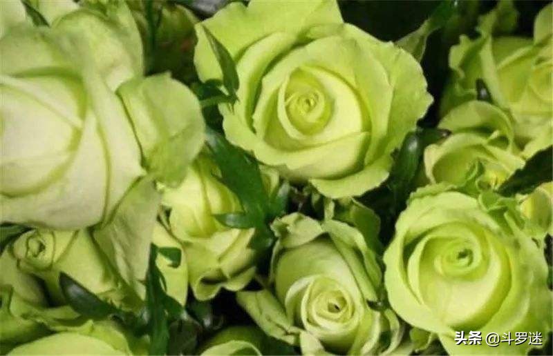 玫瑰花的寓意和作用,玫瑰花的寓意和风水