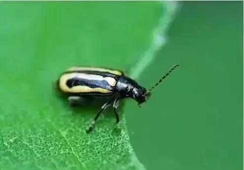 蔬菜苗期地下害虫防治,蔬菜害虫最佳防治方法