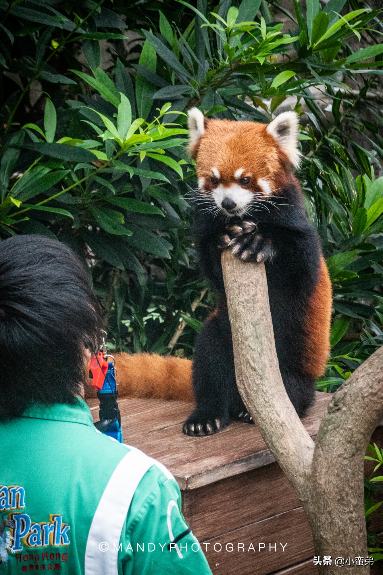 香港巡礼|是谁！敢拿水枪给20岁的海贼王庆生？