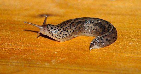 鎮夊凹鐤儏鎶ラ亾,鎮夊凹鑿滃湴闄よ櫕瑙嗛