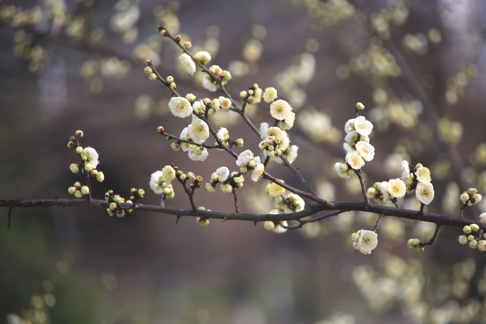 早春二月竖笛曲谱,早春二月笛子演奏