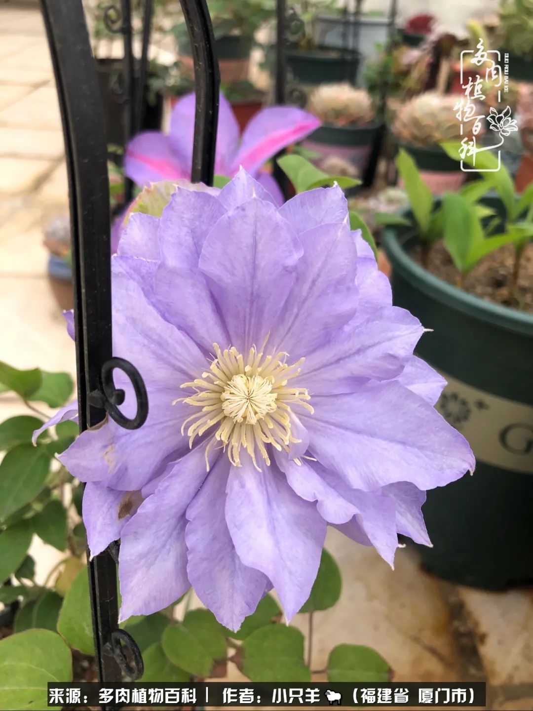 多肉像葡萄一样,多肉像铃兰一样