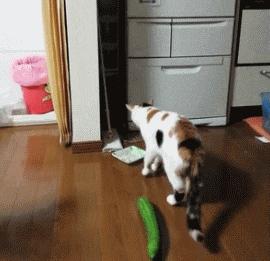 科学研究表明撸猫好处多多,撸猫已经成为了一种“病”