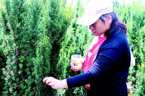 你见过在红豆杉树上种石斛吗？