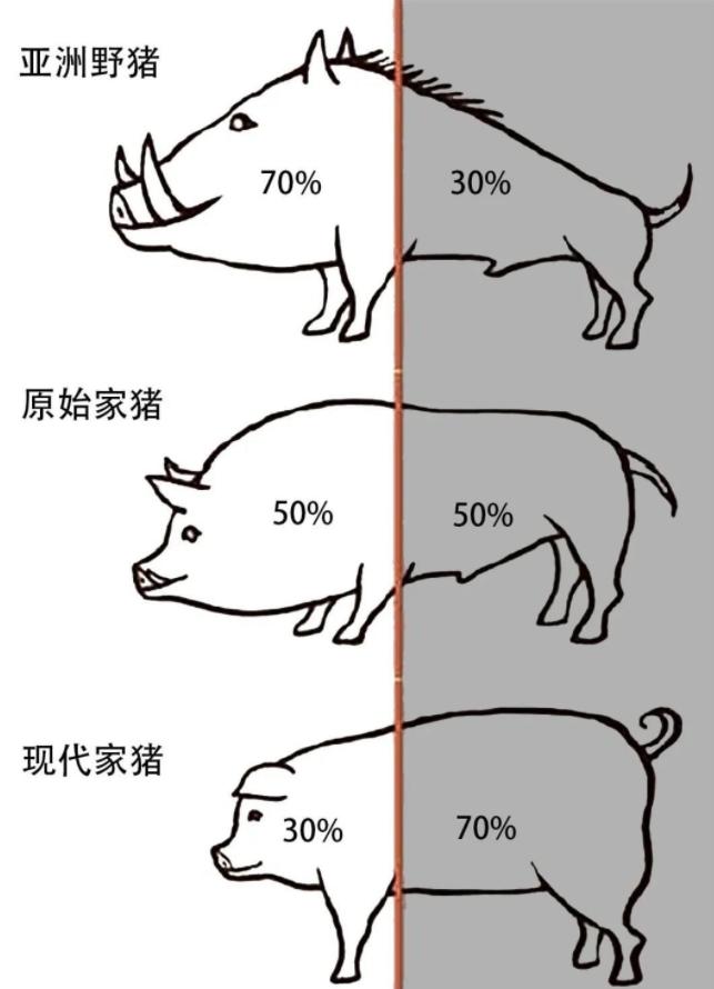 野猪现在泛滥的原因有哪些,野猪泛滥如何控制野猪