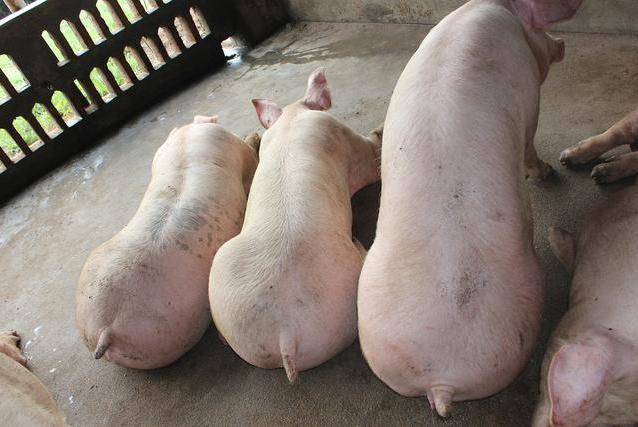 在炎热的夏季猪不吃东西怎么办,夏季育肥猪不食怎么治疗