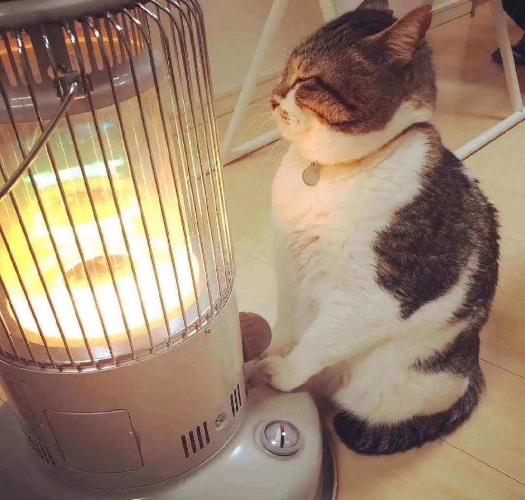 有宠一族必看：啥家庭条件呀，好几万的沙发随便毁？