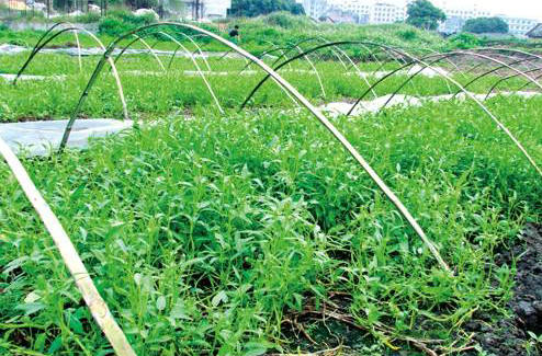 水空心菜江西苗,水空心菜苗四川