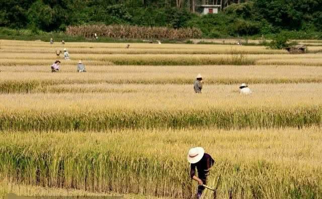 农村现在大面积的地天荒了怎么办,农村土地干旱怎么解决