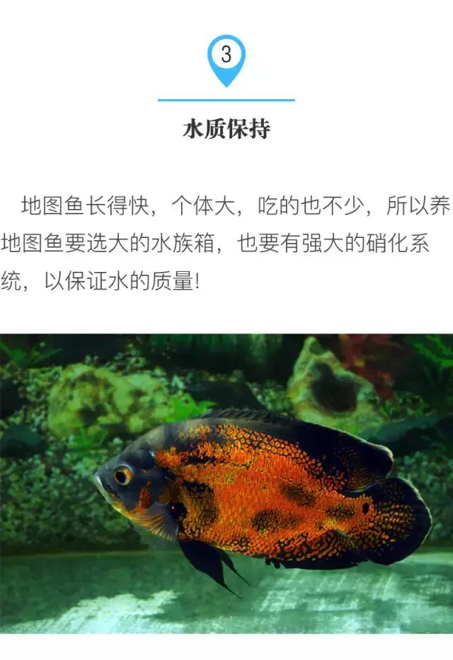 养地图鱼的正确方法,如何养好地图鱼
