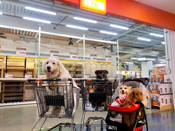 两台手推车被狗狗塞满，主人被迫手拿商品，这是在遛狗还是购物？