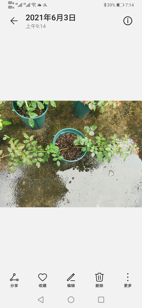 优秀月季品种推荐,正宗佛罗伦蒂娜月季