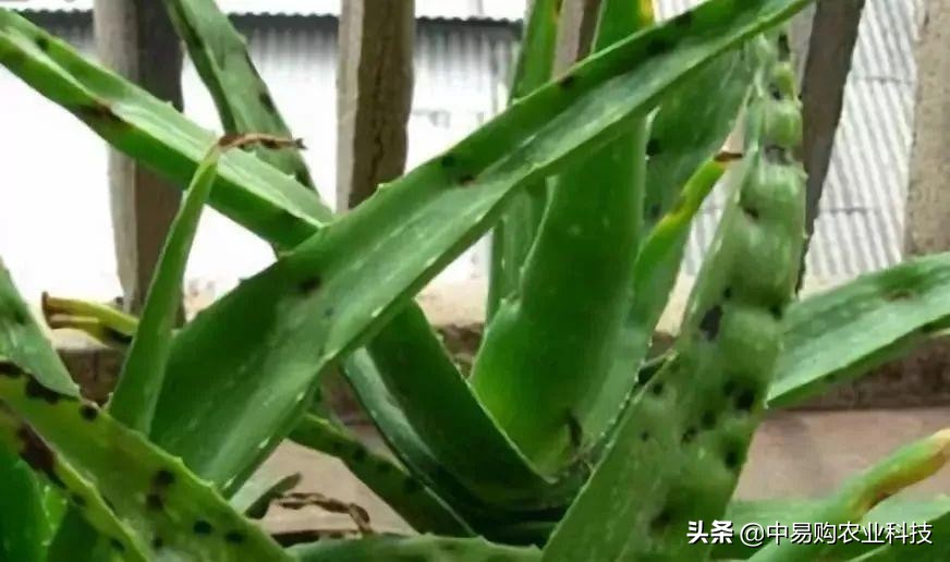 芦荟治哪九种病,芦荟病害怎么治